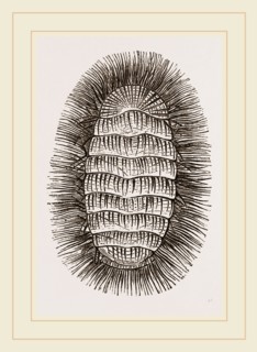 Peruvian Chiton
