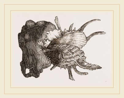 Prickly Oyster