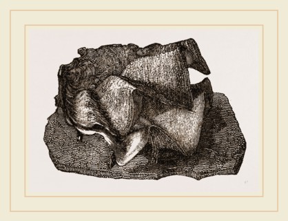 Cock's-comb Oyster