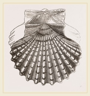 St. James Cockle