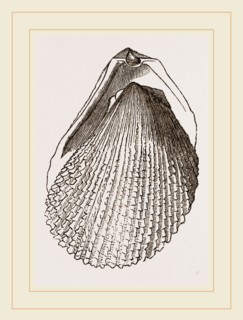 Squamous Lima