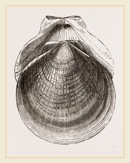 Flounder Scallop