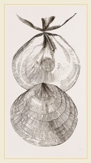 Chinese-Window Oyster