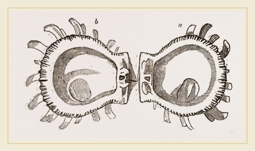 Ducal Spondylus