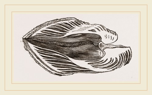 Section of Water-Spondylus