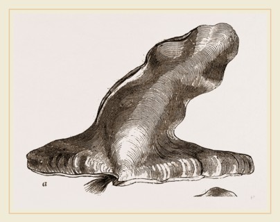 Hammer headed Oyster