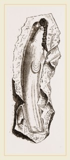 Gervillia solenoides