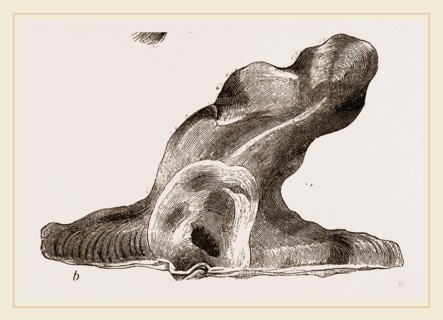 Hammer headed Oyster