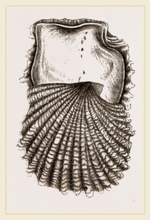 Pearl-Oyster Young