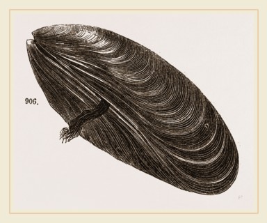 Shell of Mussel