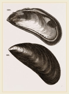 Shells of Mussel