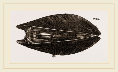 Mussel