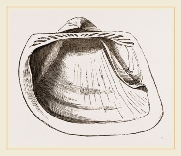 Eared Cucullaea