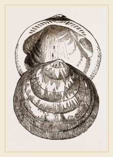 Hairy Pectunculus