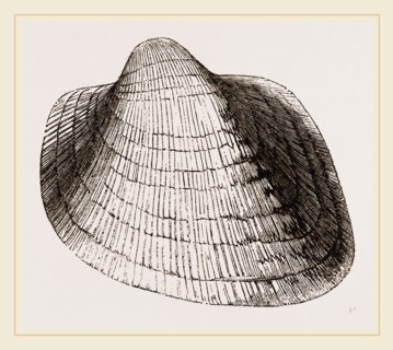 Eared Cumllaea