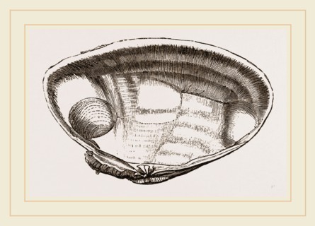 Brazilian Capsa