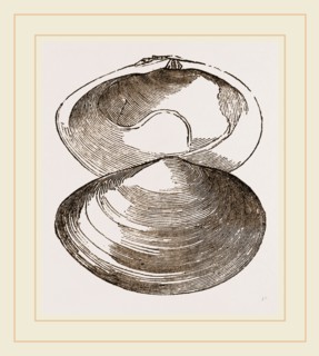 Roseate Sanguinolaria