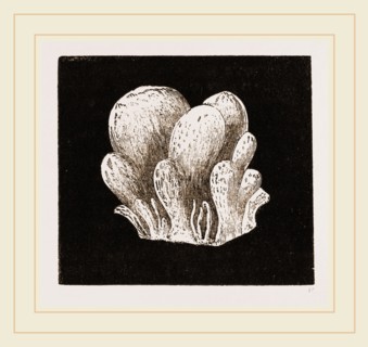 Amaroucium proliferum