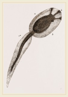 Tadpole of Amaroucium proliferum magnified