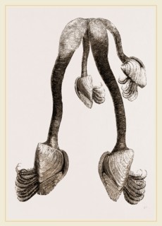 Common Bernicle
