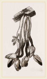 Duck Bernicle