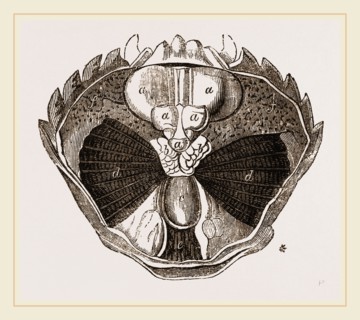 Carcinus maenas open