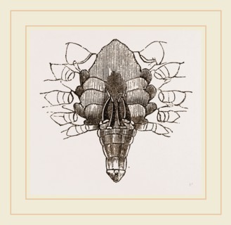 Under side of Male Crab