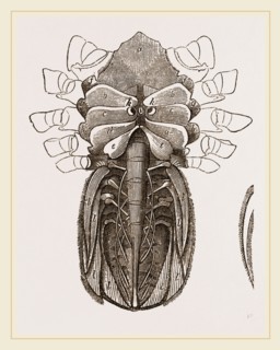Under side of Female Crab