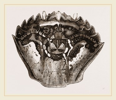 Carapace of Carcinus maenas