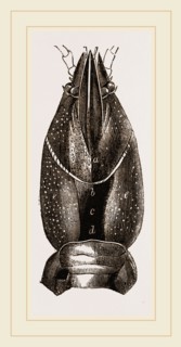 Carapace of Astacus fluviatilis