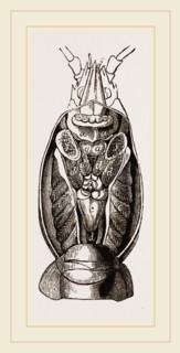 Astacus fluviatilis open