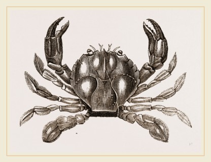 Polybius Henslowii