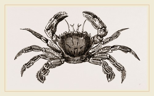 Portunus puber