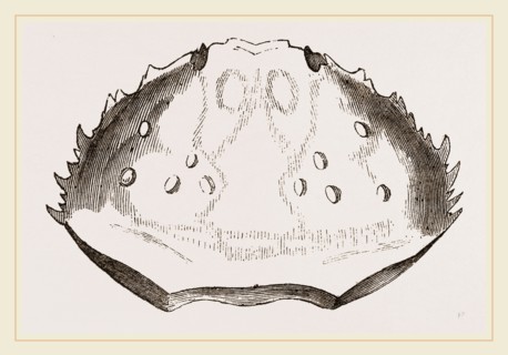 Carapace of Etisus dentatus