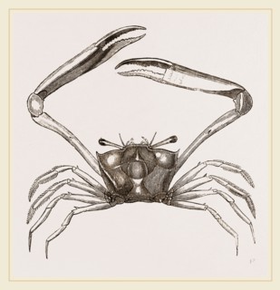 Gonoplax rhomboides
