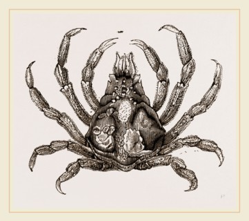 Naxia serpulifera