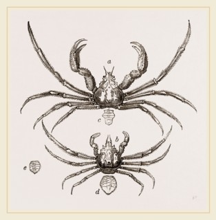 Inachus Scorpio