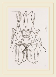 Naxia serpulifera