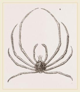 Egeria Indica