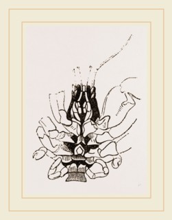 Under Side of Thorax Cenobita