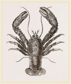 Galathea strigosa