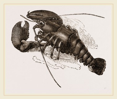Lobster