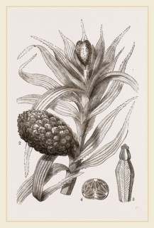 Freycinetia imbricata