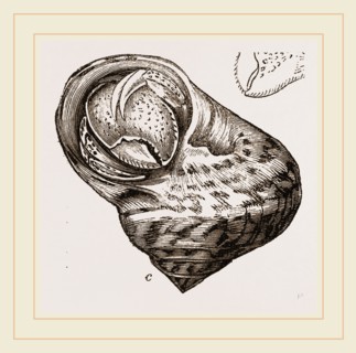 Cenobita Diogenes