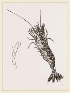 Common Shrimp