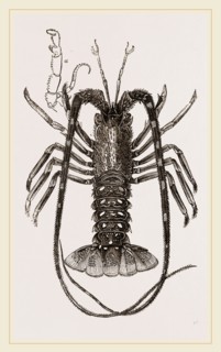 Sea Crayfish