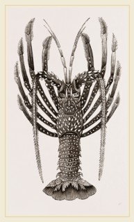 Crayfish of the Antilles