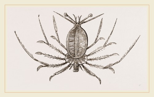 Phyllosoma commune