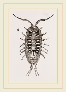Ligia oceanica
