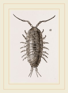 Ligia oceanica